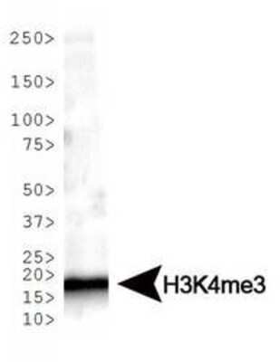 Western Blot: 0 [NB21-1023]